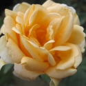 Picture of Lady Hillingdon-Rose