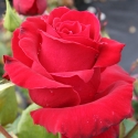 Picture of Lady In Red-Rose