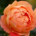 Picture of Lady of Shalott Std 80cm-Rose