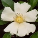 Picture of Laevigata Clg-Rose