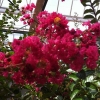 Picture of Lagerstroemia St Emillion
