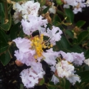 Picture of Lagerstroemia Samba