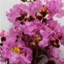 Picture of Lagerstroemia Souvenir D Hubert Puard
