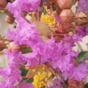 Picture of Lagerstroemia Tango