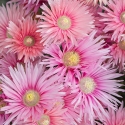 Picture of Lampranthus Coral Explosion