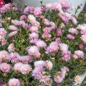Picture of Lampranthus Mauve Explosion