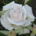 Picture of Land of The Long White Cloud Std 80cm-Rose
