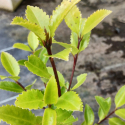 Picture of Laurelia Novae Zelandiae