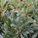 Picture of Laurus Nobilis Std 1m