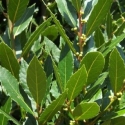 Picture of Laurus Nobilis Std