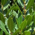 Picture of Laurus Nobilis Tuscan Towers Std 110cm