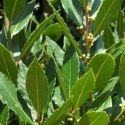 Picture of Laurus Nobilis Tuscan Towers Std 120 cm