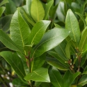 Picture of Laurus Nobilis Verdi