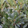 Picture of Laurus Nobilis