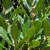 Picture of Laurus Nobilis Tuscan Towers