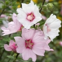 Picture of Lavatera Barnsley