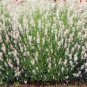 Picture of Lavender Angustifolia Alba