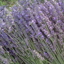 Picture of Lavender Arabian Night