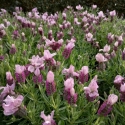 Picture of Lavender Bandera Pink