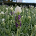 Picture of Lavender Bandera White