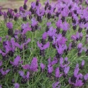 Picture of Lavender Fairy Wings Spellbound