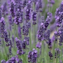 Picture of Lavender Grosso