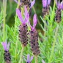 Picture of Lavender Laveanna Violet Blue