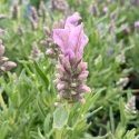 Picture of Lavender Lavish Blue