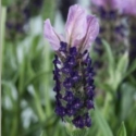 Picture of Lavender Leveana Violet Blue