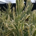 Picture of Lavender Meerlo
