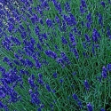 Picture of Lavender Pacific Blue