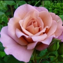 Picture of Lavender Pinocchio-Rose