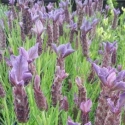 Picture of Lavender Pippa