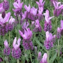 Picture of Lavender Purple King