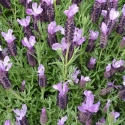 Picture of Lavender Riverina Margaret