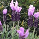 Picture of Lavender Sensation Blue