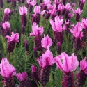 Picture of Lavender Sensation Rose