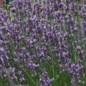Picture of Lavender Super