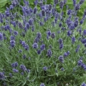 Picture of Lavender Sweet Romance