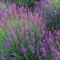 Picture of Lavender Violet Intrigue