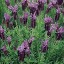 Picture of Lavender Violet Lace