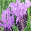 Picture of Lavender Winter Lace