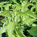 Picture of Lemon Kaipara