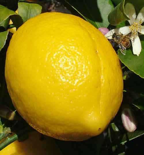 Picture of Lemon Meyer Std