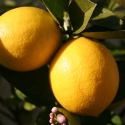 Picture of Lemon Yen Ben Dwf