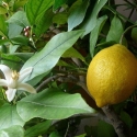 Picture of Lemonade Dwf