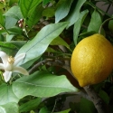 Picture of Lemonade Std