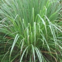 Picture of Lemongrass Lemonkist