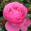 Picture of Leonardo da Vinci-Rose