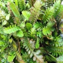 Picture of Leptinella Dioica